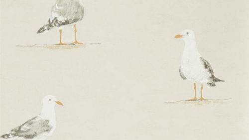 Shore Birds 216563